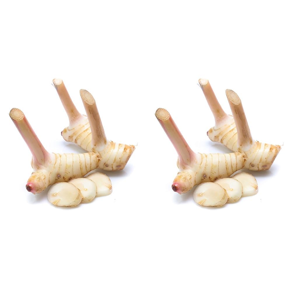 Creative Farmer Thai Ginger (Zingiberaceae) Galangal Easy Care Plant Outdoor Live (Healthy Live Plant) (B09SCSFDGZ) Amazon Price History, Amazon Price Tracker