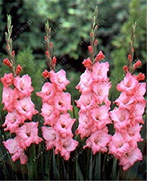 VISTARIC mélanger: True ampoules glaïeuls, glaïeul fleurs (glaïeuls graines) belles bulbes de fleurs, plantes nostalgie symbolise jardin maison bonsaïs-2bulbs