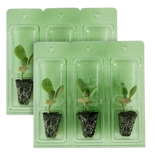 Bonnie Plants® O-S Cross Cabbage Plugs, Live Plant, Easy-to-Grow Cabbage