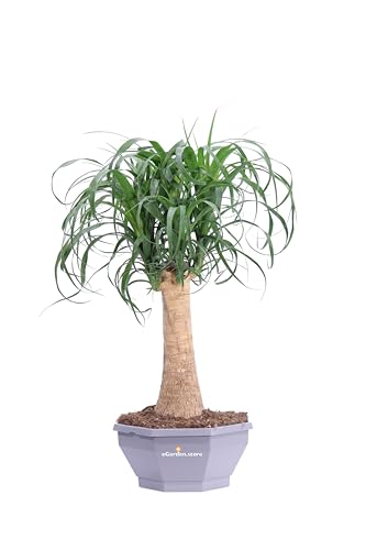 Pianta Mangia Fumo pianta di Beaucarnea Recurvata pianta vera mangia fumo da interno pianta da esterno venduta da earden.store (Ciotola 25 cm)