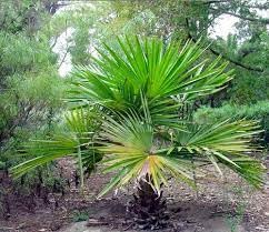 Maa tara green house palm tree (tal gach) plant grafted : Amazon.in ...