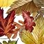 Thanksgiving Fall Leaves