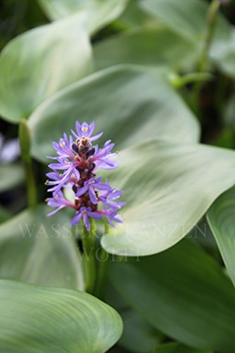 WASSERPFLANZEN WOLFF - Pontederia cordata - herzblättriges Hechtkraut, blau - fertig im PFLANZKORB - winterhart
