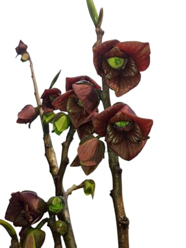 Planta de Asimina Triloba. 40-50 cm. Frutal tropical resistente al frio. Produce frutos muy nutritivos, rico en vitaminas A y C, minerales y compuestos antioxidantes. Segura Garden.