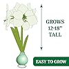 Green Base Waxed Amaryllis Flower Bulb with Stand, No Water Needed