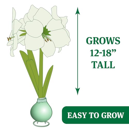 Red Base Waxed Amaryllis Flower Bulb with Stand, No Water Needed