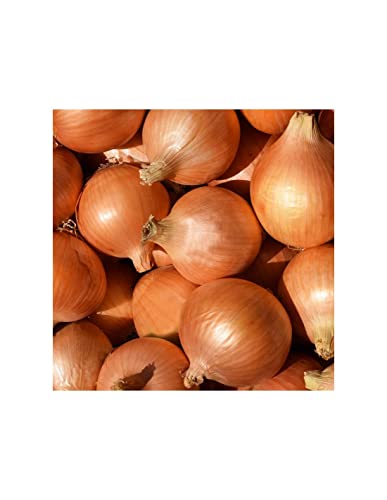 Bulbo de cebolla para plantar variedad 'sttutgarter riesen' 400gr - Wam