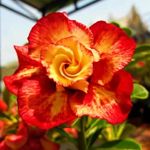 Seltene Wüstenrose Winterhart WüStenrosenknolle Winterhart Seltene Wüstenrose Schnelles Wachstum Schönes Bepflanzen von Staudengärten-3knolle-e