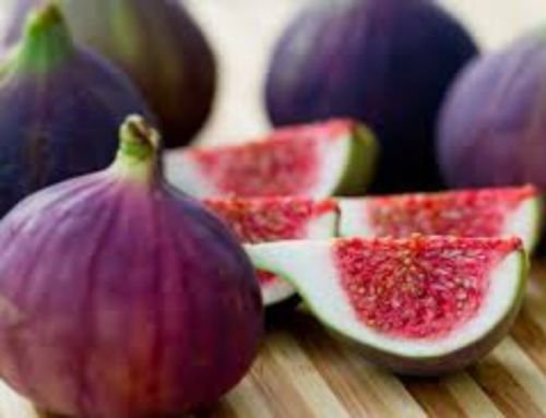 Fig Tree "Violette de Bordeaux" Price Includes Four (4) Plants