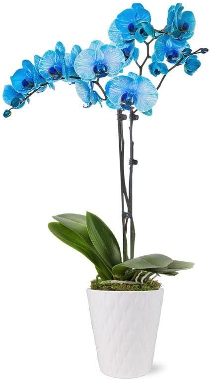 From You Flowers - Blue Sapphire Orchid for Birthday, Anniversary, Get Well or Celebration