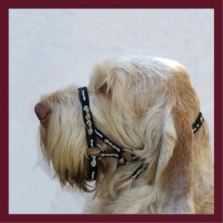 dogmatic headcollar amazon