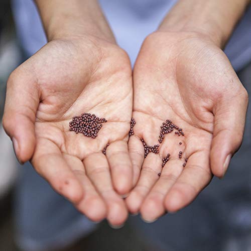 Alpi Nature Senfmehl BIO schwarz braun 250g, Senfpulver bio, Senfmehl schwarz, Senfkörner gemahlen