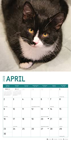 2023 Rescue Cats Monthly Wall Calendar By Bright Day, Calendars For A Cause, 12 X 12 Inch, Cute Adorable Kitten Pet Photography #TOP3