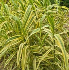 Arundo Golden Chain, hierba de caña abigarrada, planta ornamental perenne en maceta de hierba