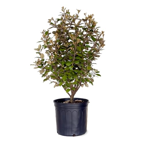 Elaeagnus x Ebbingei (2.5 Gallon) Evergreen Shrub - Full Sun