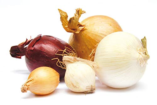 200 Graines d'Oignons Mélange coloré - légumes potager aromatique - semences paysannes reproductibles - SemiSauvage