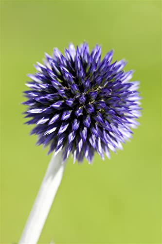Echinops ritro 'Veitchs Blue' 9x9 cm Topf – Winterhart, Mehrjährig, Pflegeleicht – Kugeldistel – Staude für Beet & Rabatte