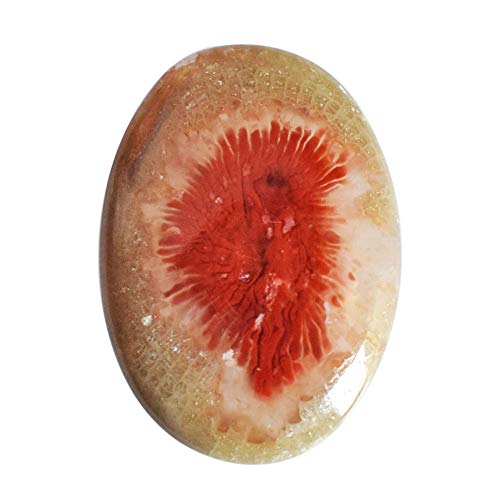Corail rouge cabochon de l'Utah pour sublimer vos tenues et créations de bijoux