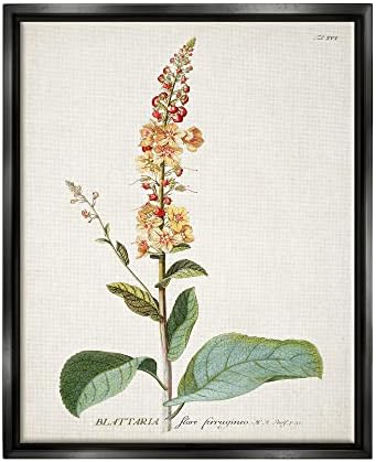 Stupell Industries Botanical Plant Illustration Flowers Vintage Design, Design by World Art Group, Green, 16 x 20