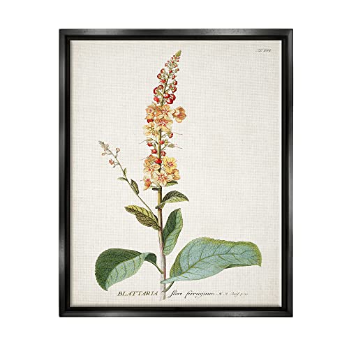 Stupell Industries Botanical Plant Illustration Flowers Vintage Design, Design By World Art Group, Green, 16 X 20 #TOP3