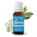 Plant Therapy Essential Oils Sniffle Stopper Synergy - Respiratory Support Blend 100% Pure, KidSafe, Undiluted, Natural Aromatherapy, Therapeutic Grade 10 mL (1/3 oz)
