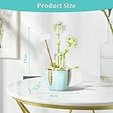 Zoom IMG-1 osdue albero bonsai 269 pcs