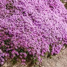 LHTL 100pcs Creeping Thyme Seeds