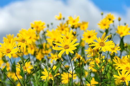 20 Seeds Jerusalem Artichoke Sunchoke Sunroot Helianthus Tuberosus Yellow Sunflower Root Vegetable Seeds