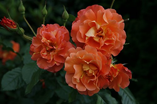 ADR-Rose Rose Westerland Strauchrose von Garten Schlüter