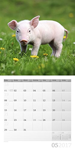 Schweinchen 30 x 30 cm 2017