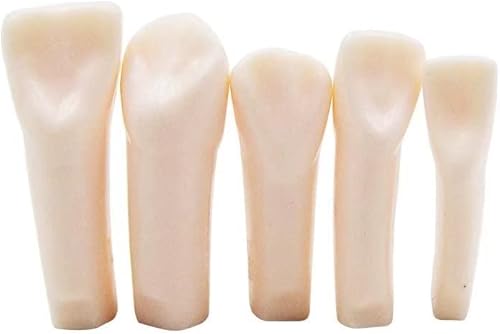 Miniatura 4 de 32 piezas de dientes extraíbles para dientes Typodont modelo compatible con Kilgore Nissin para enseñanza, estudio