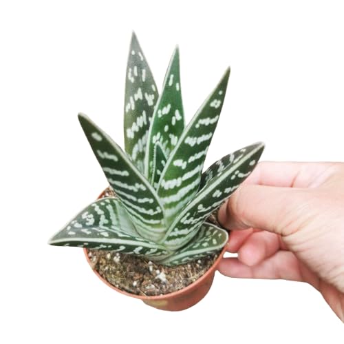 Aloe Variegata una Suculenta Natural para Cualquier Espacio