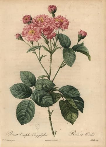 Lienzo de arte Pierre Redouté de rosa centifolia con reproducción botánica fiel