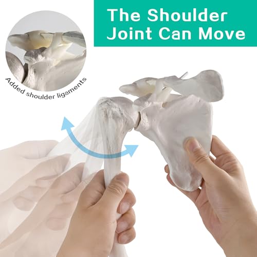 Image of Human Upper Limb Skeleton Anatomical Model, Life Size Human Arm Skeleton Model with Movable Shoulder and Hand Joints Clavicle and Scapula for Medical Science Education Study or Teaching