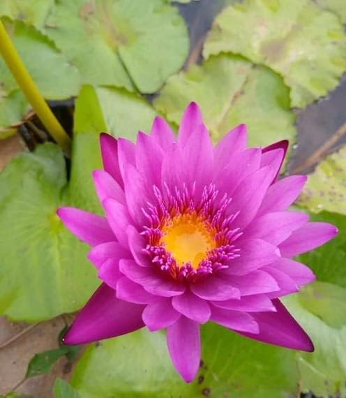 Lily Pond Store - Jack Wood Live Tropical Waterlily Plant