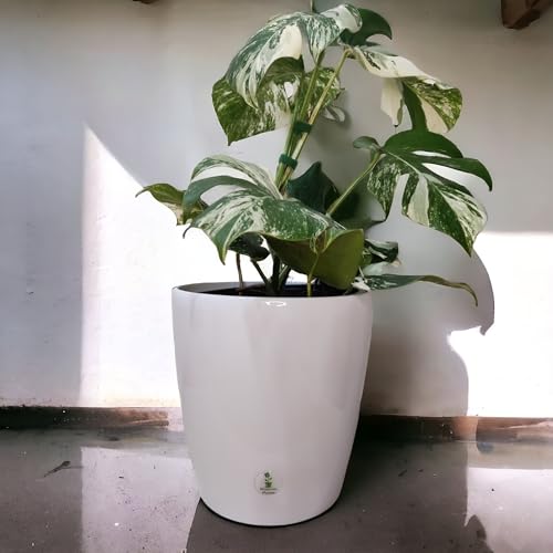 Mima Tus Plantas Macetero Autorriego (Grande)