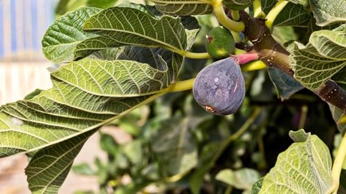 Brown Turkey Fig Plant (4 Pack) | Live Fruit Plant for Planting | Sweet & Juicy Figs for Fresh...