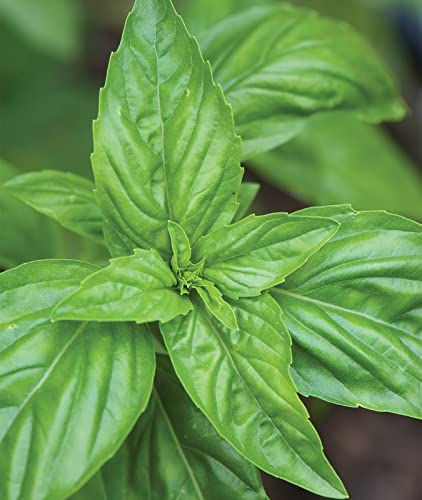 Burpee Sweet Basil Herb Seeds | 500 Non-GMO Basil Seeds for Planting | Grow Fresh Basil Herb in Home Garden | Classic Basil Variety for Italian Cooking