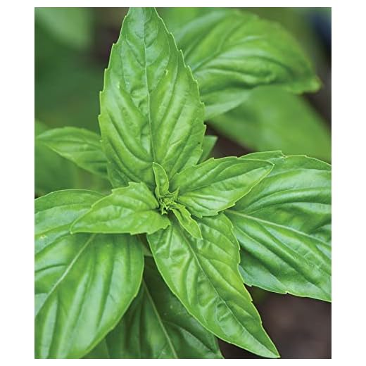 Burpee Sweet Basil Herb Seeds | 500 Non-GMO Basil Seeds for Planting | Grow Fresh Basil Herb in Home Garden | Classic Basil Variety for Italian Cooking