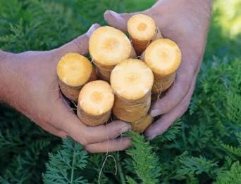 Miniatura 3 de Mello - Semillas de zanahoria amarilla para plantar, más de 100 semillas por paquete, semillas de jardín de Isla (semillas de jardín de Isla),