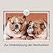 CaniMove Cardio Maxi - tierärztliches Ergänzungsfutter für große Hunde zur Unterstützung von Herz, Blutdruck und Kreislauf, 1 Packung (100 Kapseln)