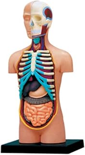 Mini Human Torso Body Anatomy Model with Removable Organs Education Organs Model for Teaching Study Class Students Human Torso Anatomy Model