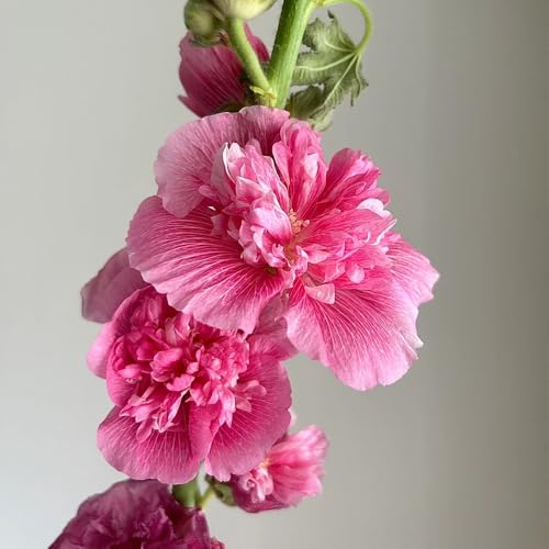 semi di malvarosa semi di recisi malvarosa da giardino, biologici aiuola, ombra resistenti all'esterno 500pcs