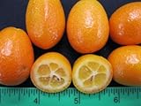 Bulk Kumquats for Culinary Professionals - 10 Lb Case, Sweet Rind & Tart Flesh, Perfect for Gourmet Dishes & Creative Chefs