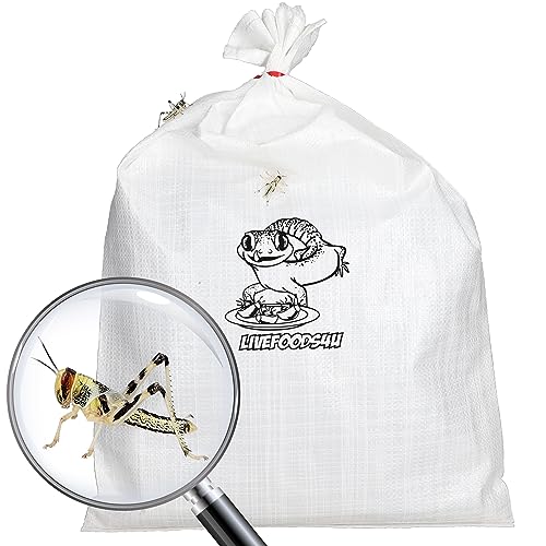 Livefoods4u Live Locusts Large x 100 (2-3.5cm) | Bulk Bag Livefood for Bearded Dragons Lizards & Monitors | Sustainably UK Bred High Protein Feeder Insects