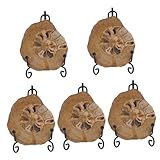 TOPPERFUN 5 Pièces Fossile D'ammonite Spécimen D'ammonite Ornement D'ammonite Modèles D'ammonite Pour La Décoration Ornement De Modèles D'ammonite Décor D'ammonite Pour La Table
