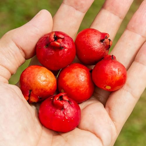 Muda Frutífera de Araçá Vermelho