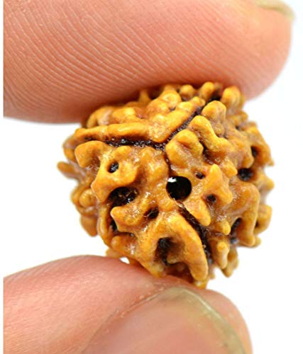 Raviour Lifestyle Raviour Rudraksha 100% Natural and Original Rare Teen 3 Mukhi Rudraksha Three Face Rudraksha Sinks in Water with Lab Test Certificate 5 41RX8ZZUMUL
