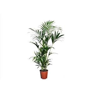Plant in a Box – Kentia Palm – Howea Forsteriana – Groene Kamerplant – Pot 18cm – Hoogte 90-100cm – Groenblijvend