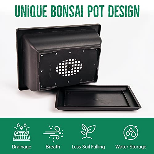 image for REALPETALED Bonsai Starter Kit – Japanese Bonsai Tree Kit with Bonsa